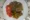 Buckwheat